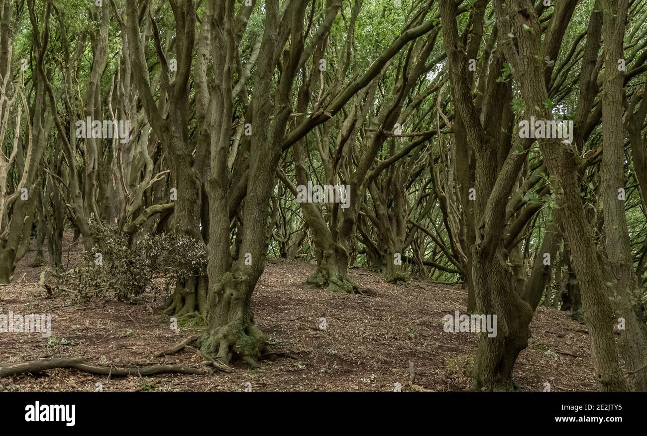 Naturalisierte dichten Wald von Holm Oak, Quercus ilex, auf Südhang bei Selworthy, Exmoor. Somerset. Stockfoto