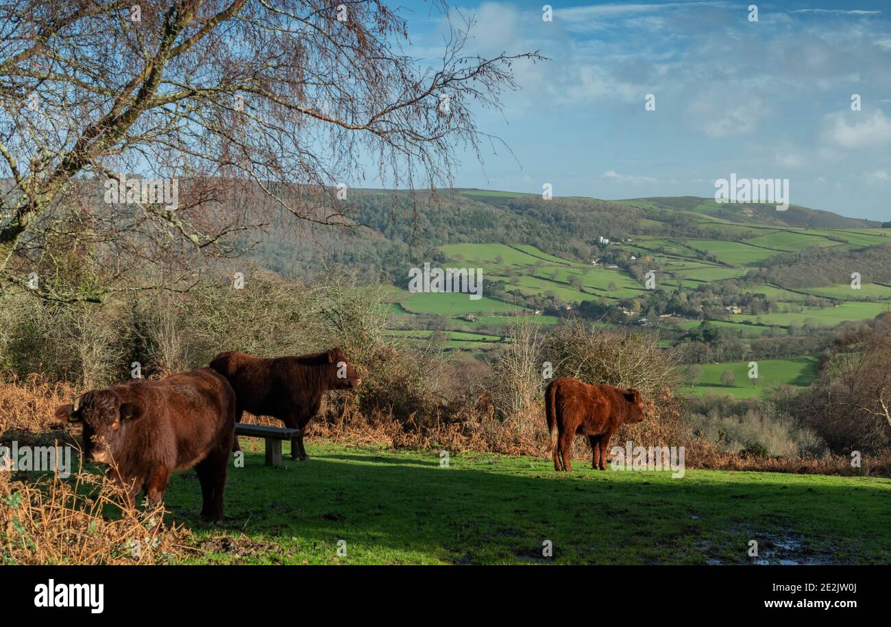 Red Ruby Devon Rinder grasen auf alten Weiden auf Crawter Hill, mit Selworthy darüber hinaus. Exmoor, Somerset. Stockfoto