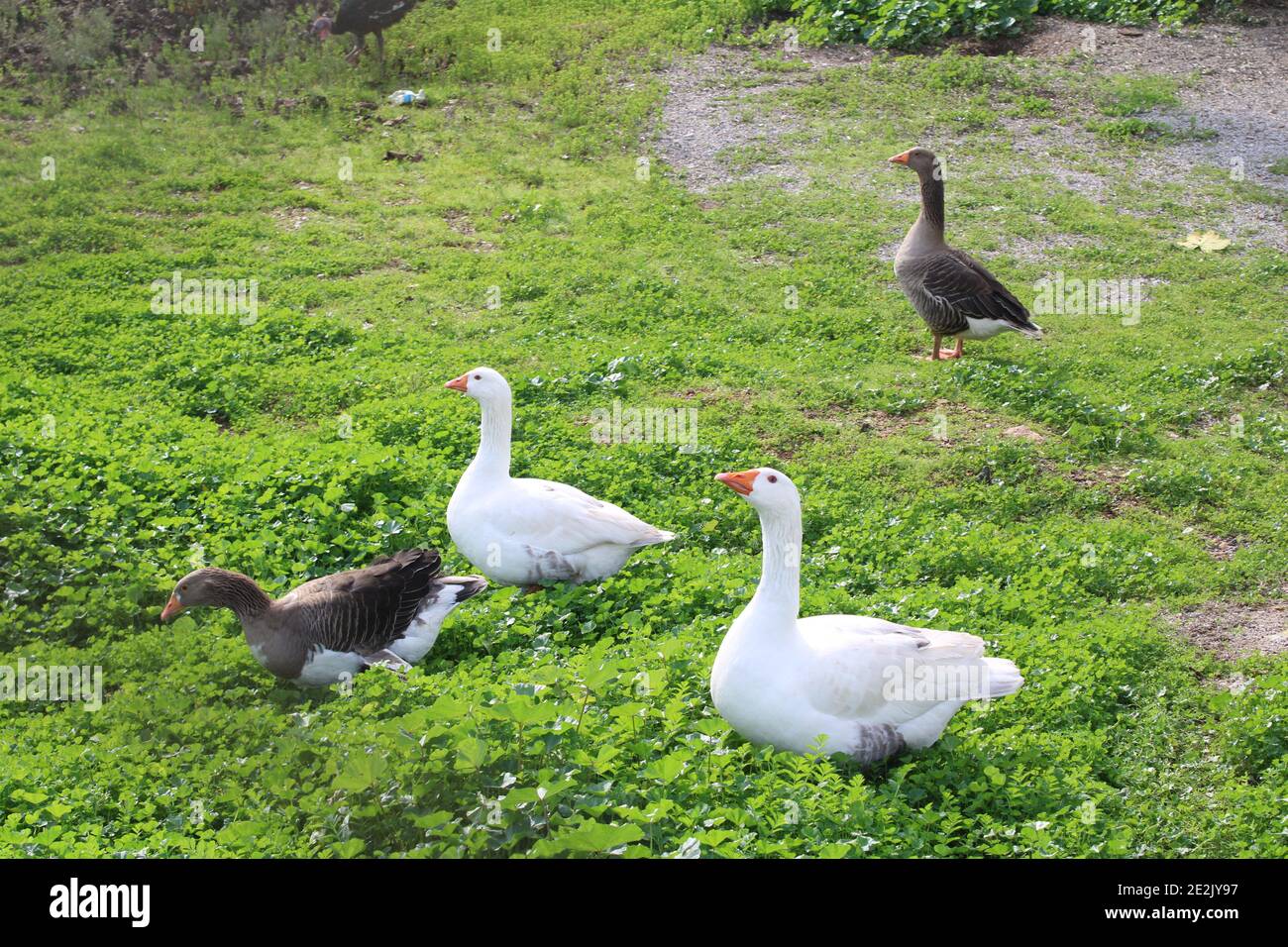Vier Gänse auf der grasse. Weiße Gans.Graue Gans. Stockfoto