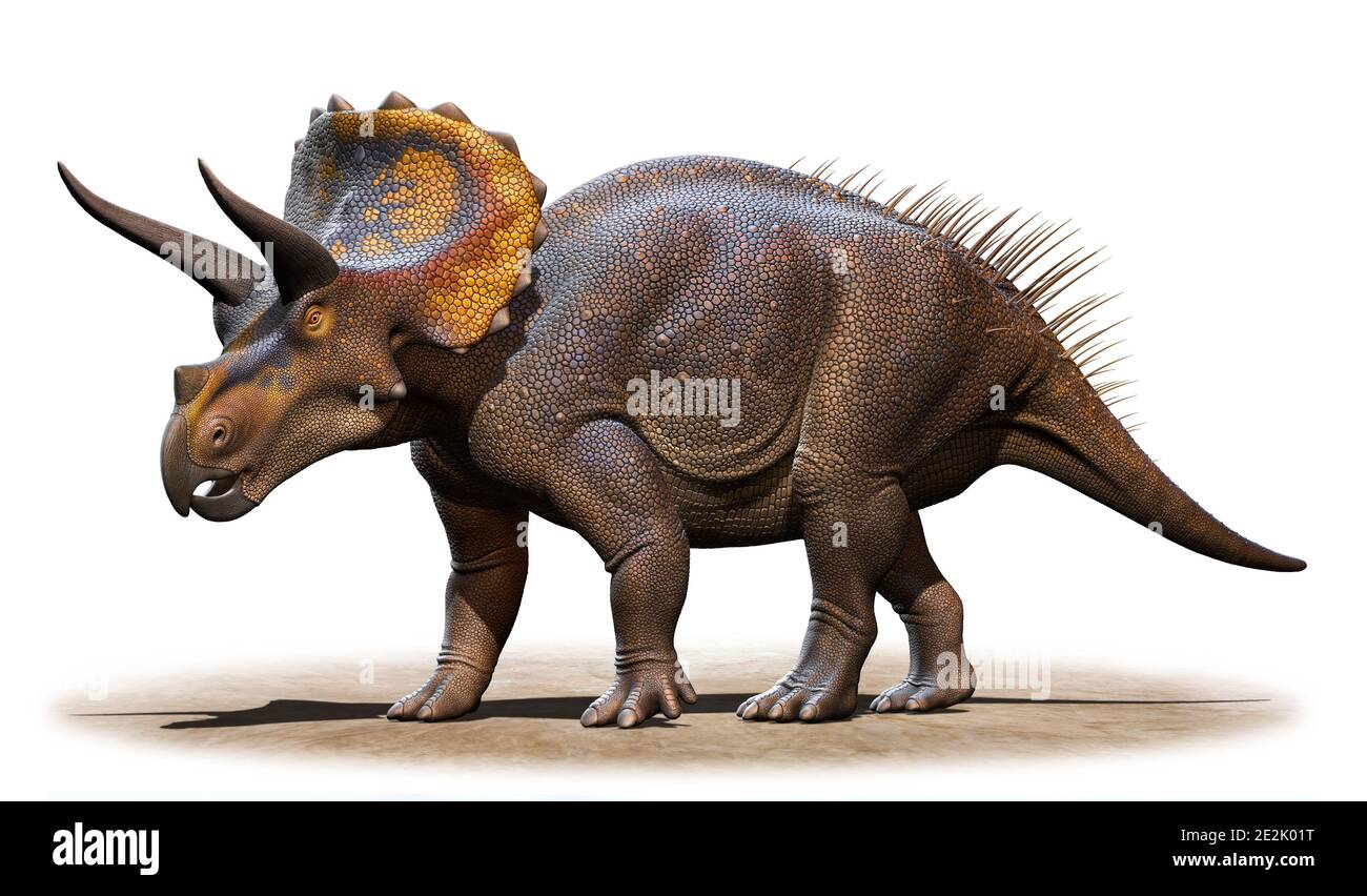 Triceratops horridus Stockfoto