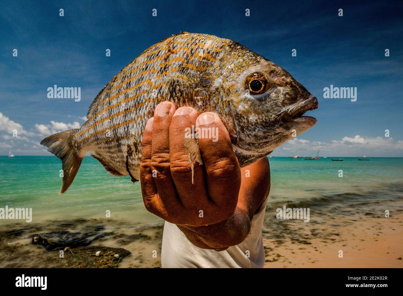 Fischer hält einen Fisch flach an einem Strand in Maceió, Brasilien Stockfoto