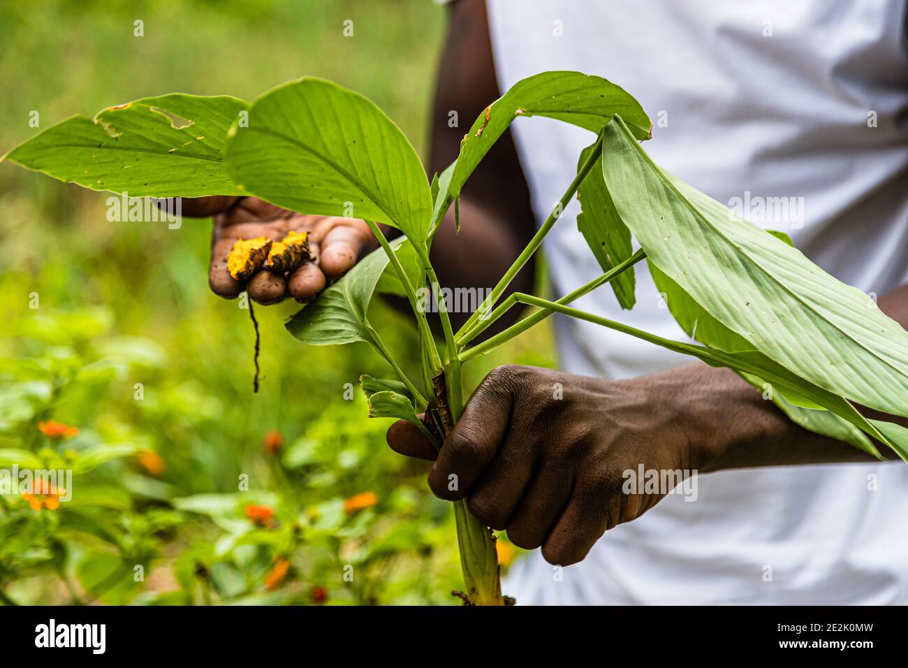 Kurkuma-Pflanze in Grenada Stockfoto
