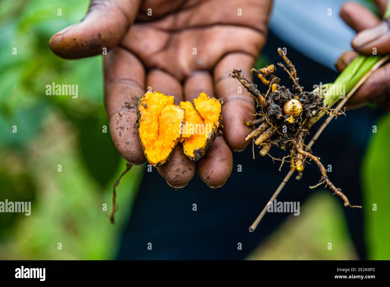 Kurkuma-Pflanze in Grenada Stockfoto