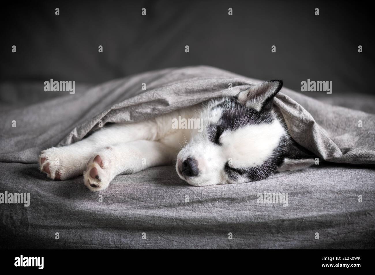 Ein kleiner weißer Hund Welpe Rasse sibirischen Husky mit schönen blauen Augen liegt auf grauem Teppich. Hunde und Tierfotografie Stockfoto