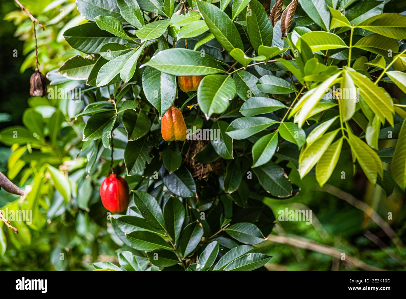 Ackee-Frucht in Grenada Stockfoto