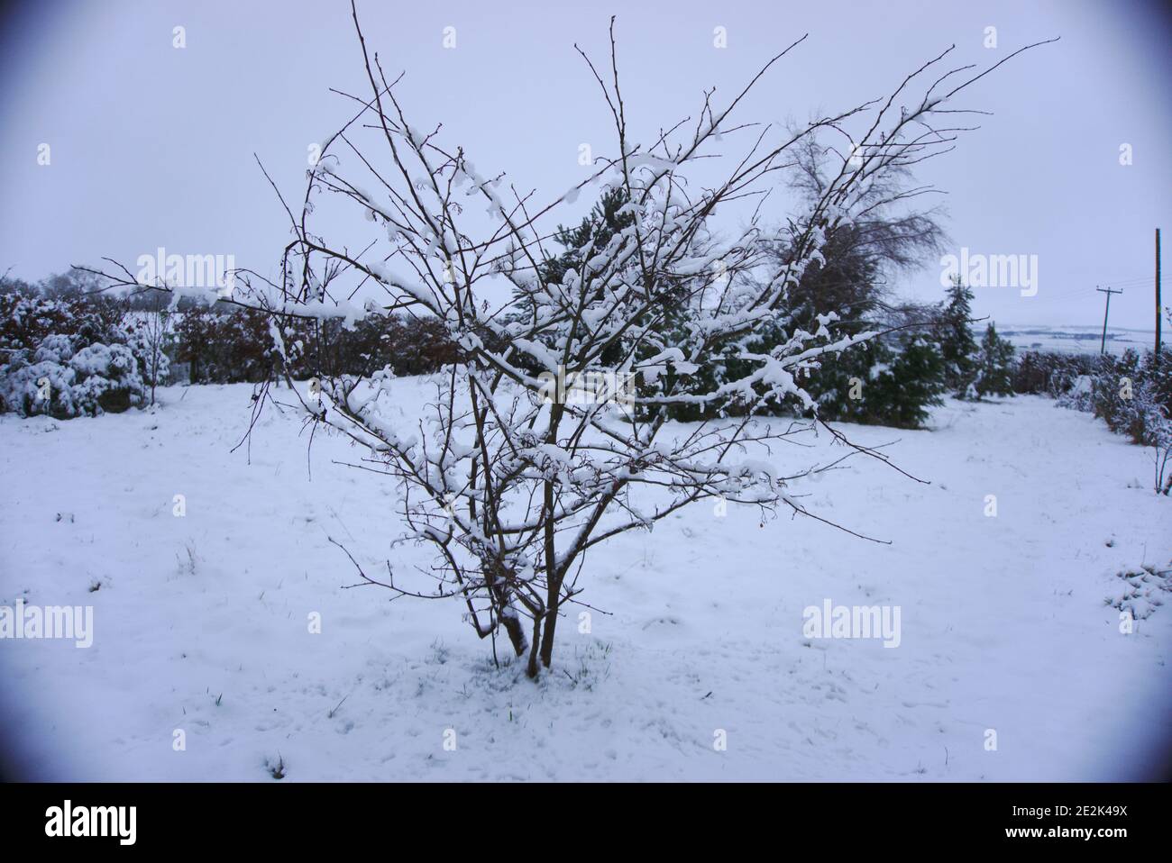 Kleiner schneebedeckter Baum in einem verschneiten Garten, Berwickshire, Scottish Borders, Schottland, Großbritannien. Stockfoto