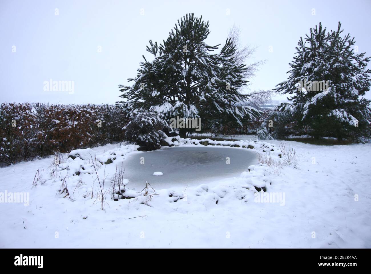 Gefrorener Teich in einem schneebedeckten Garten mit verschneiten Hecken und Bäumen im Hintergrund, Berwickshire, Scottish Borders, Schottland, Großbritannien. Stockfoto