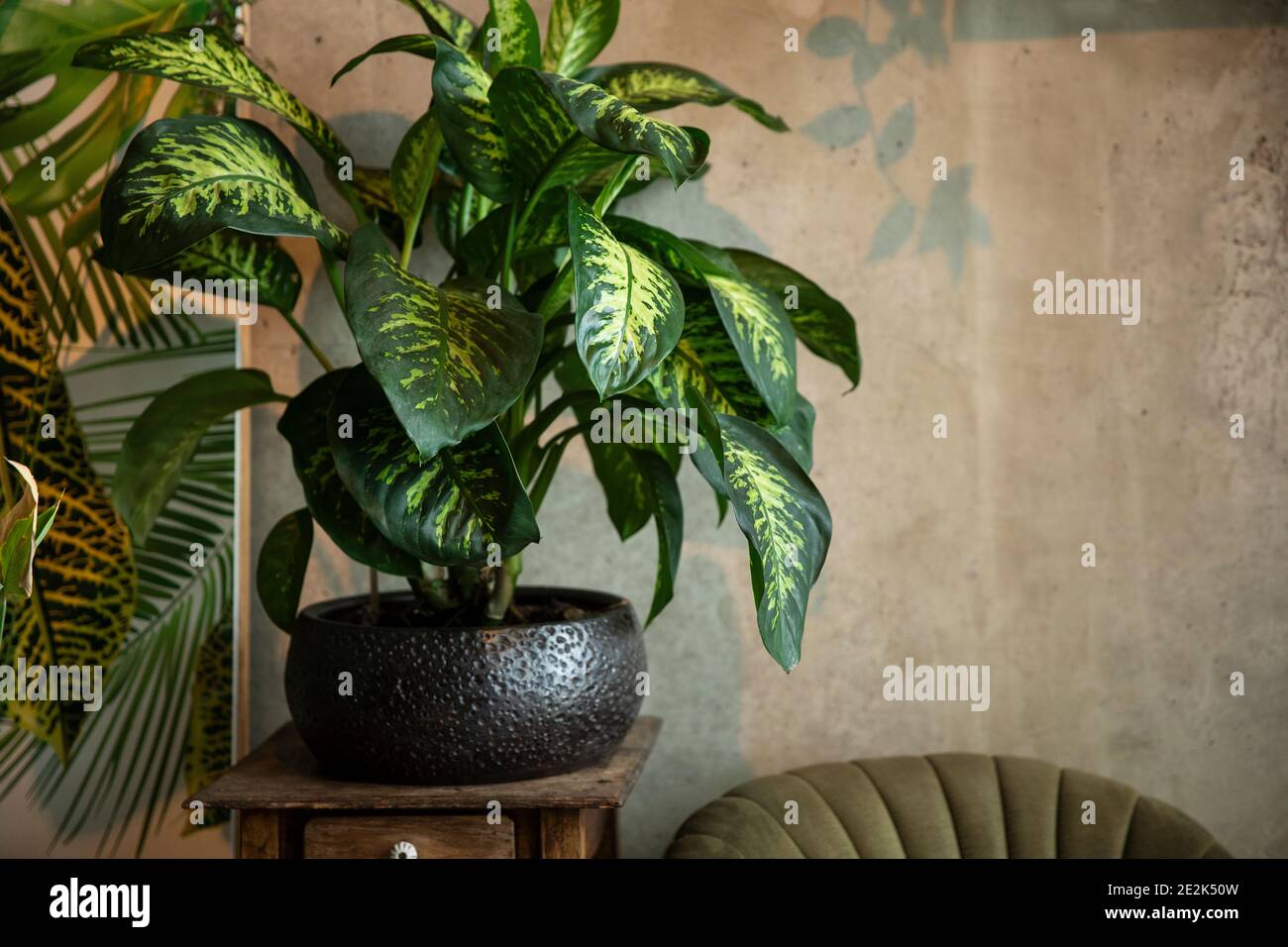 Moderne zimmerpflanze -Fotos und -Bildmaterial in hoher Auflsung  Alamy