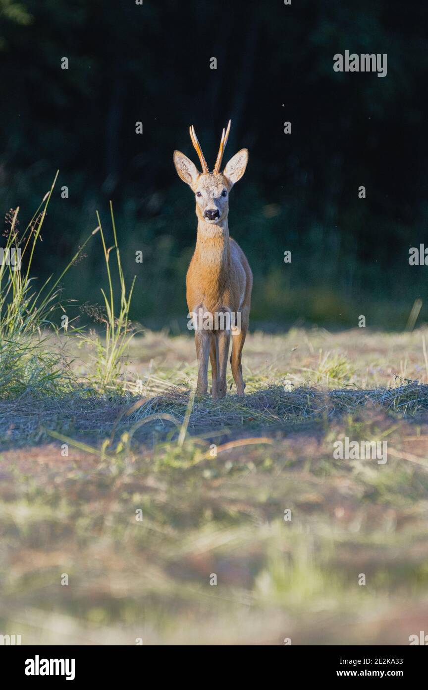 Vertikale Aufnahme eines Hirsches, der auf dem Feld steht und schaut In gerader Richtung Stockfoto