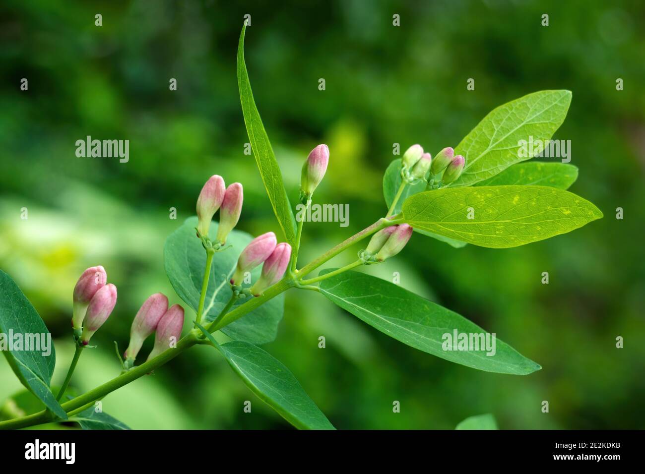 Nahaufnahme des tatarischen Geißblatt-Astes mit Knospen. Lonicera tatarica blühende Pflanze, selektiver Fokus Stockfoto