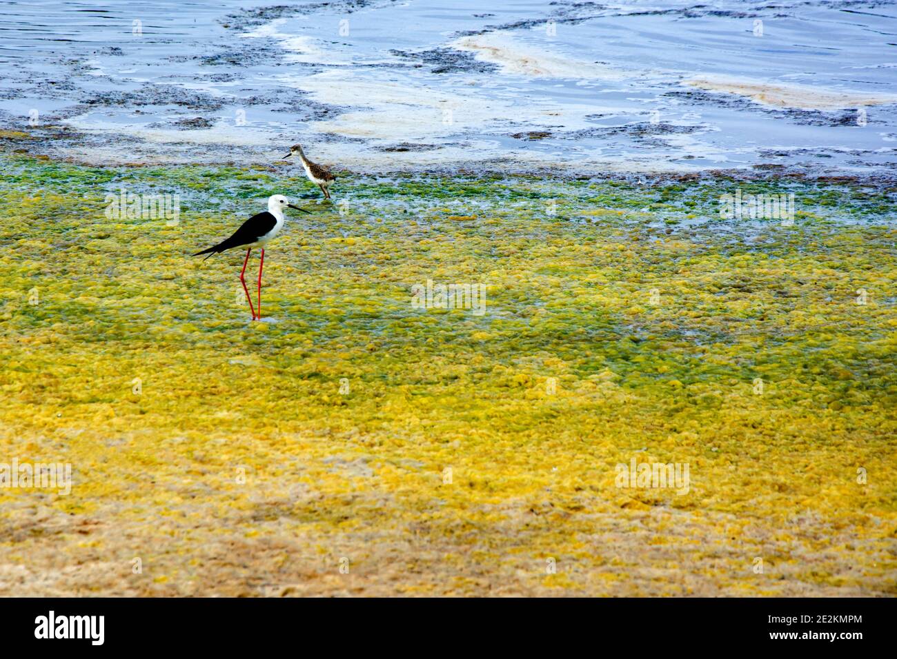 Vogelklasse der Art Charadriiformes Recurvirostridae, schwarze Witwe Stockfoto