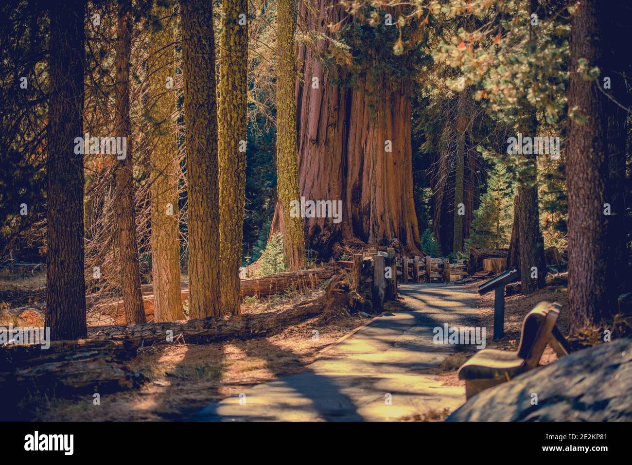 Weltberühmter California Sequoia National Park Scenic Pathway Trail in den Sierra Nevada Mountains. Sequoiadendron giganteum ist die einzige lebende Art Stockfoto