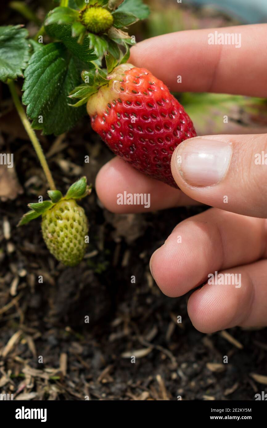 Hand nimmt eine rote Erdbeere aus seiner Pflanze in einem Garten Stockfoto