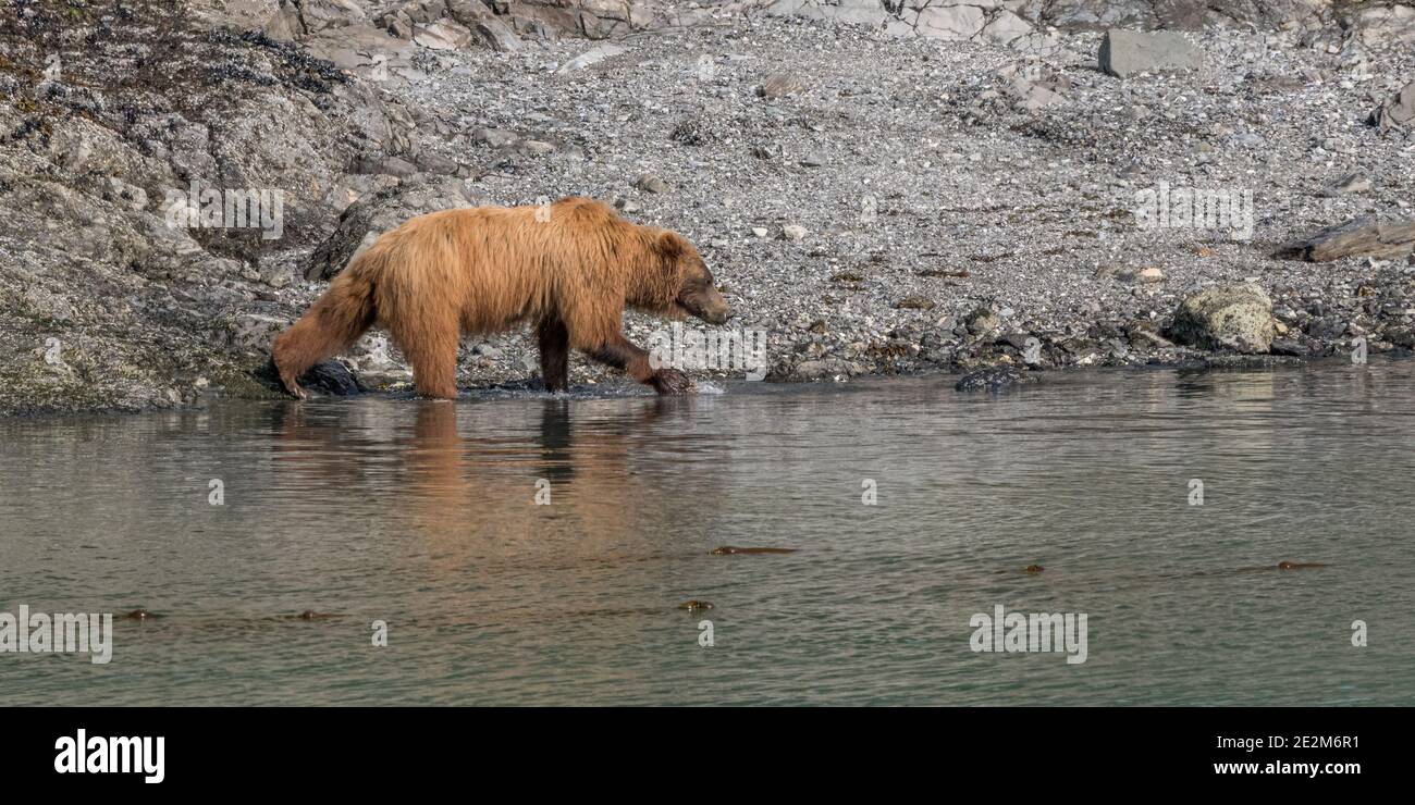 Ein erwachsener weiblicher Küstenbär oder Grizzlybär (Ursus arctos horribilis) sucht entlang des Wasserrands in Alaska nach Nahrung. Stockfoto