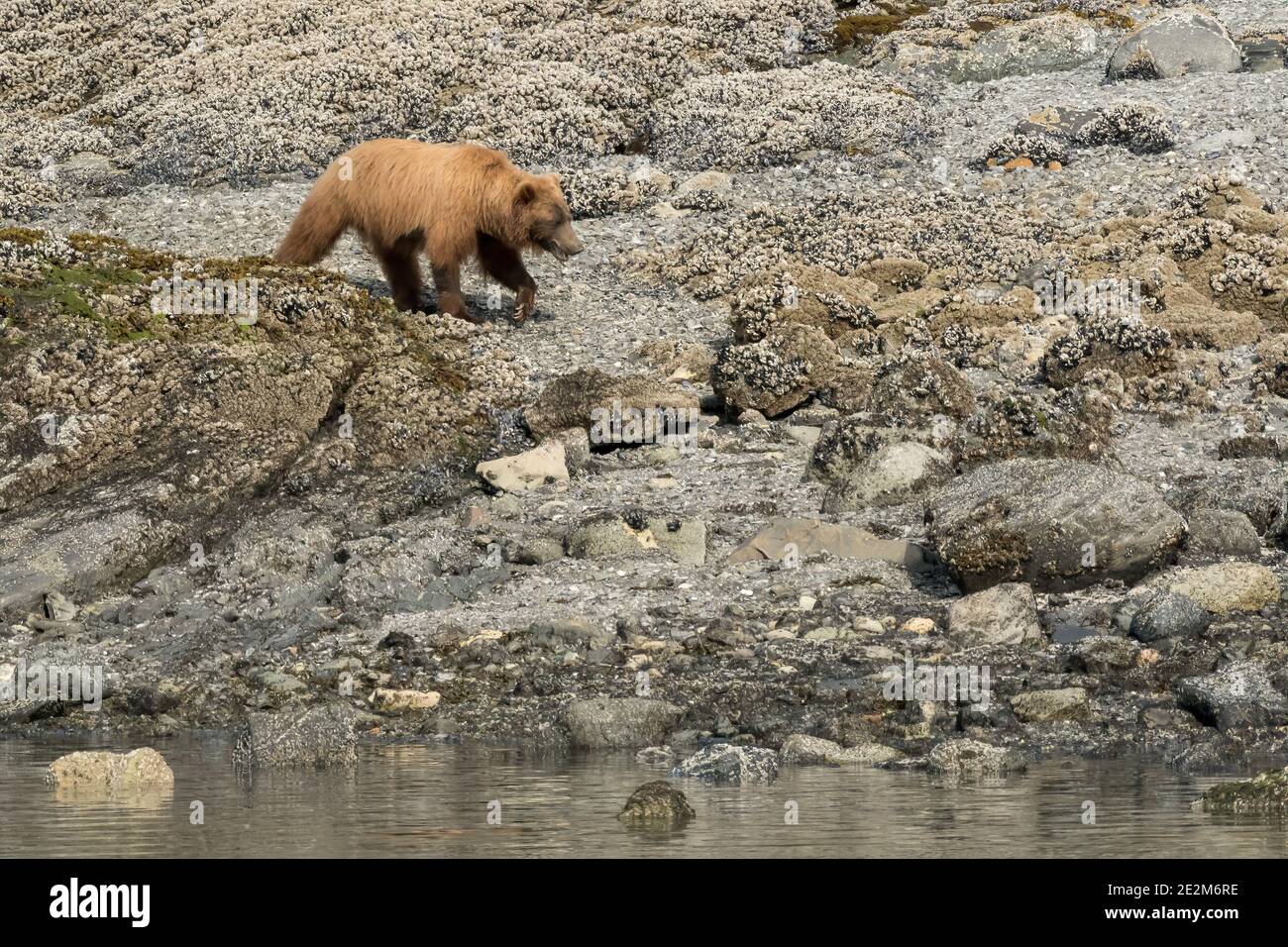 Ein erwachsener weiblicher Küstenbär oder Grizzlybär ( Ursus arctos horribilis) sucht entlang der Küste des Ozeans in Alaska nach Nahrung. Stockfoto