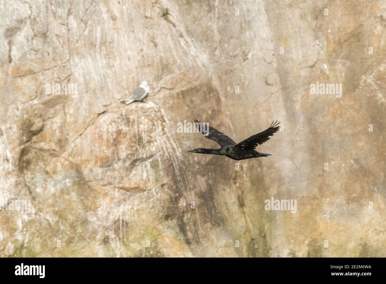 Ein erwachsener Pelagic Cormorant (Phalacrocorax pelagicus), der vor Möwen fliegt, die auf Klippen in Südost-Alaska nisten. Stockfoto