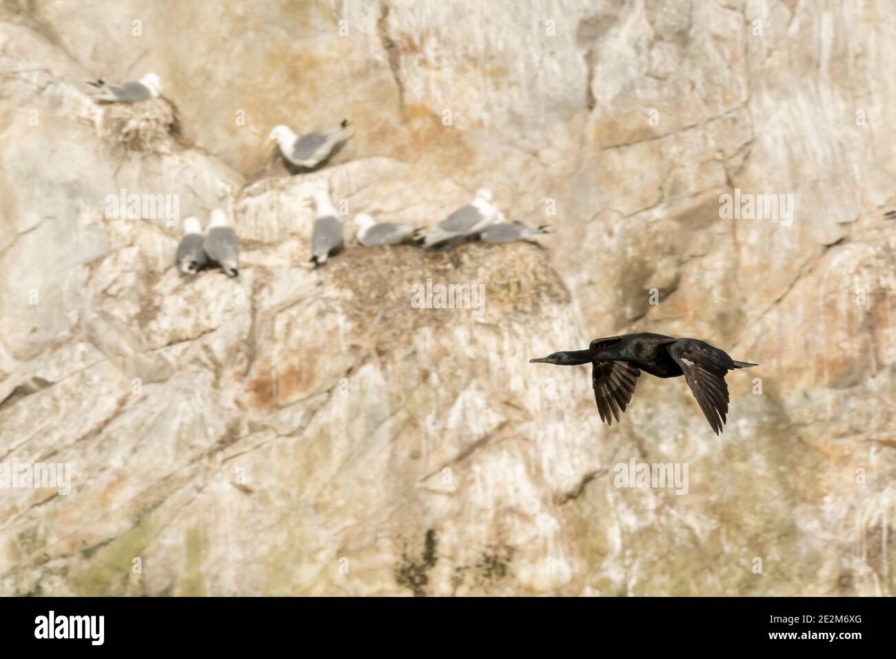 Ein erwachsener Pelagic Cormorant (Phalacrocorax pelagicus), der vor Möwen fliegt, die auf Klippen in Südost-Alaska nisten. Stockfoto
