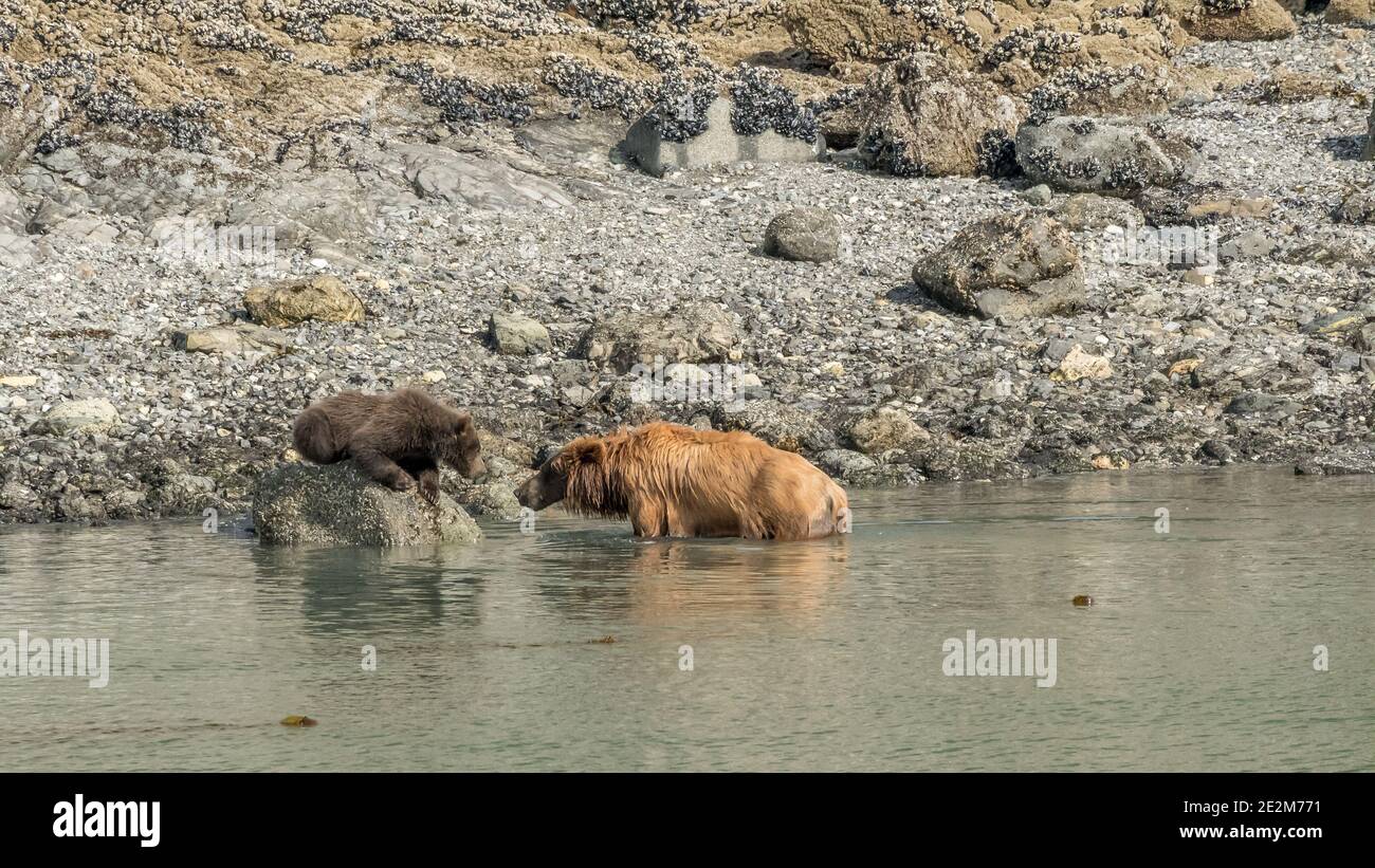 Eine Grizzlybärin (Ursus arctos horribilis) entkommt der ungewöhnlichen Hitze Alaskas, indem sie im Ozean watet, während ihr Junge von einem Barsch auf einem Felsen schaut. Stockfoto