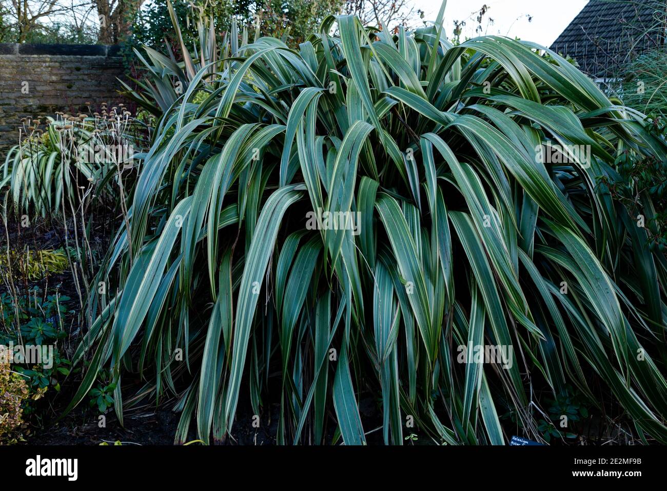 Phormium 'gelbe Welle' - Neuseeland Flachs. Stockfoto