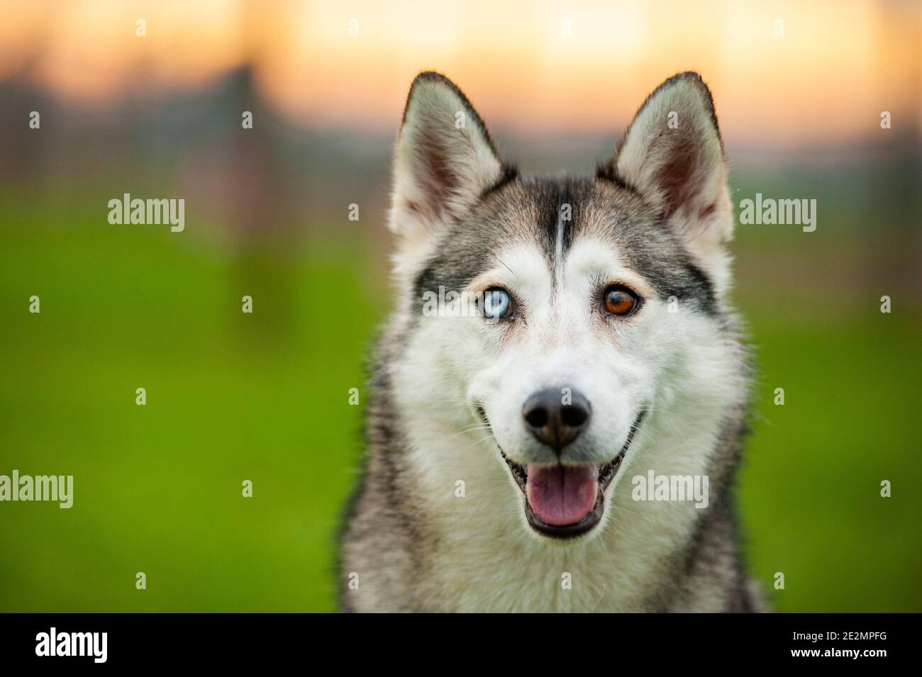 Porträt von Husky Mix Hund mit Heterochromie, Augen von einer anderen Farbe. Nahaufnahme Porträt, verschwommener Hintergrund Stockfoto