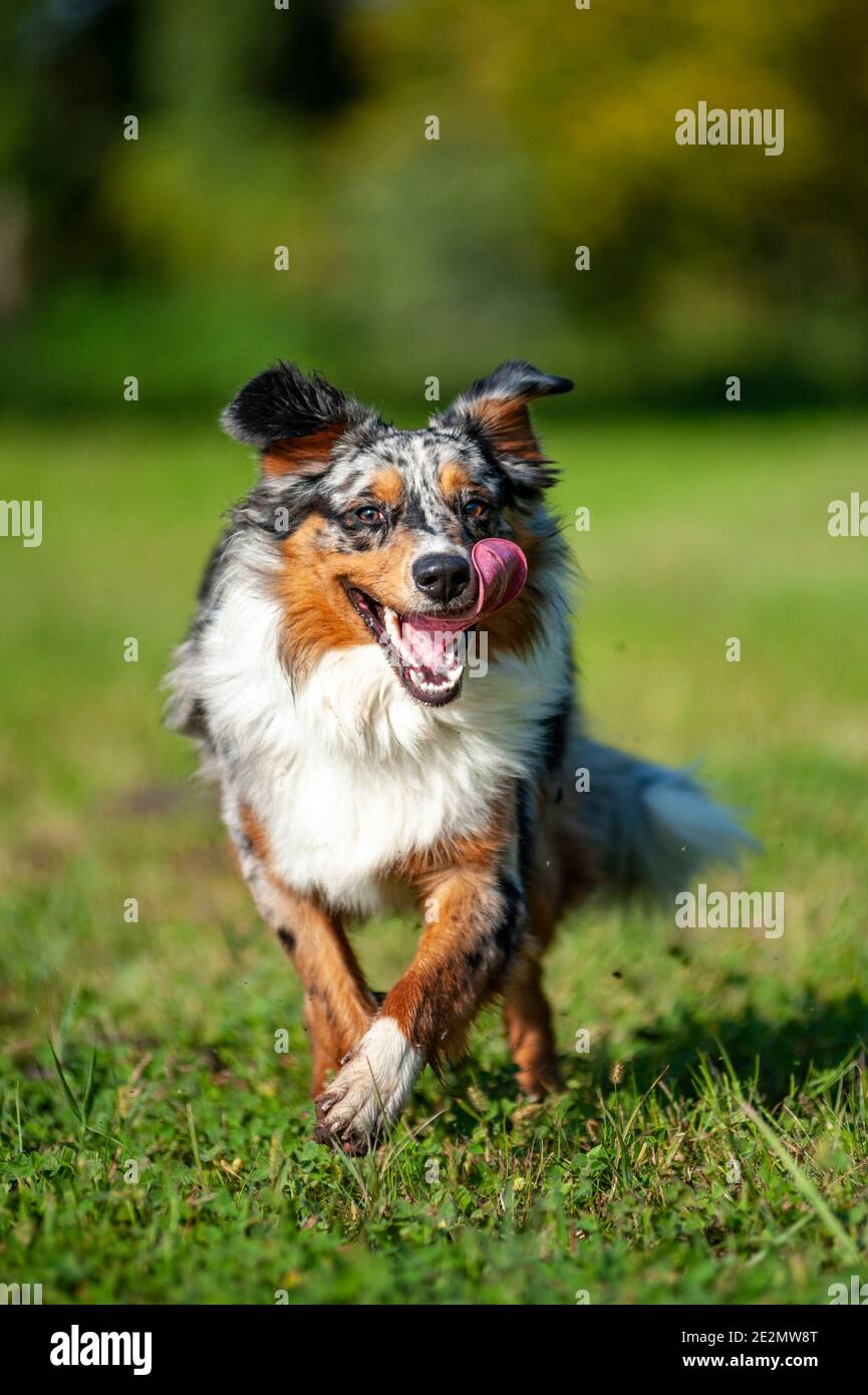 Merle tricolor Australian Shepherd Hund läuft frei in einem Feld, Zunge aus und glücklich Ausdruck Stockfoto