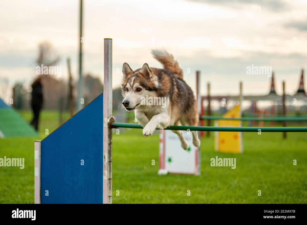 Mutt Hund in einem Agility Dog Track springt rüber Ein Hindernis Stockfoto
