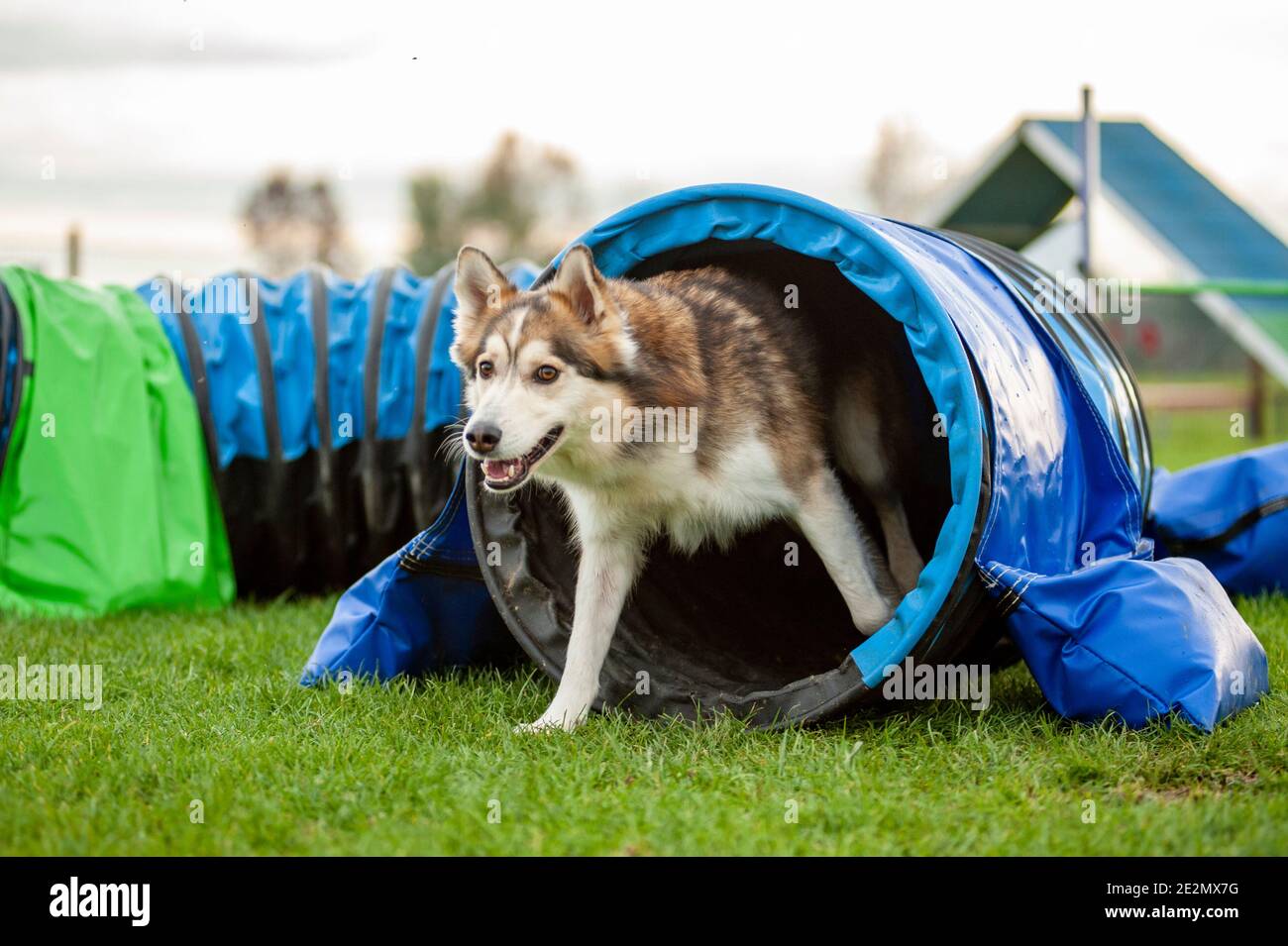 Der Muttenhund kommt aus dem Tunnel in einem Agility Dog Track während eines Wettkampfs Stockfoto