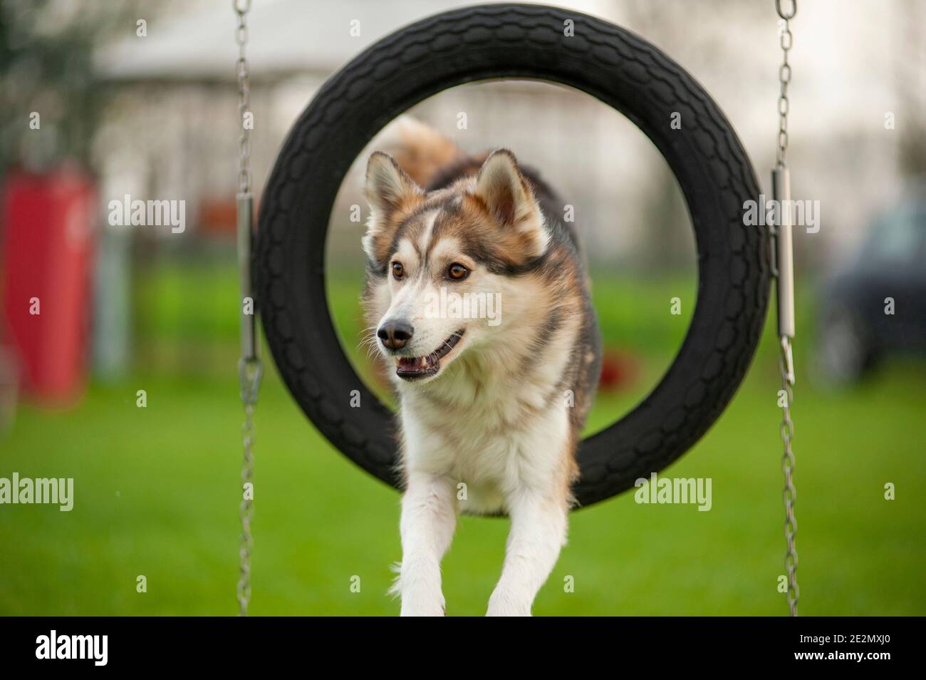 Mutt Dog in einem Agility Dog Track springt durch Ein Reifen Stockfoto