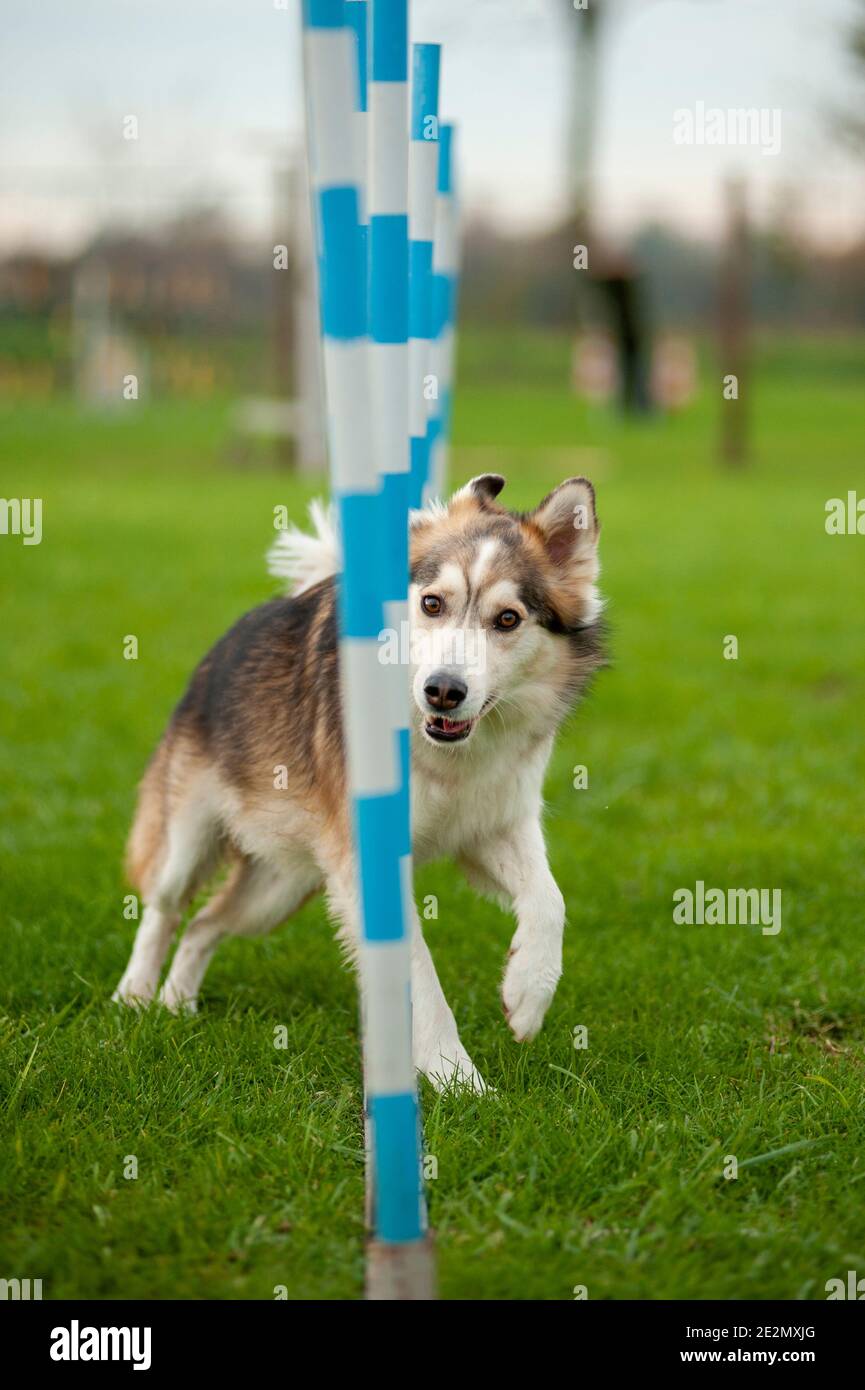 Mutt Dog in einem Agility Dog Track läuft schnell Durch die Pole Stockfoto