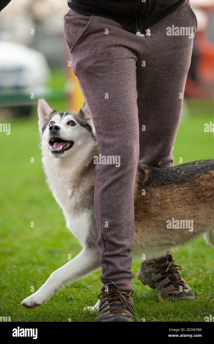 Husky Mix Hund in einem Agility Dog Track während eines Trainings. Der Hund läuft unter den Beinen des Trainers Stockfoto