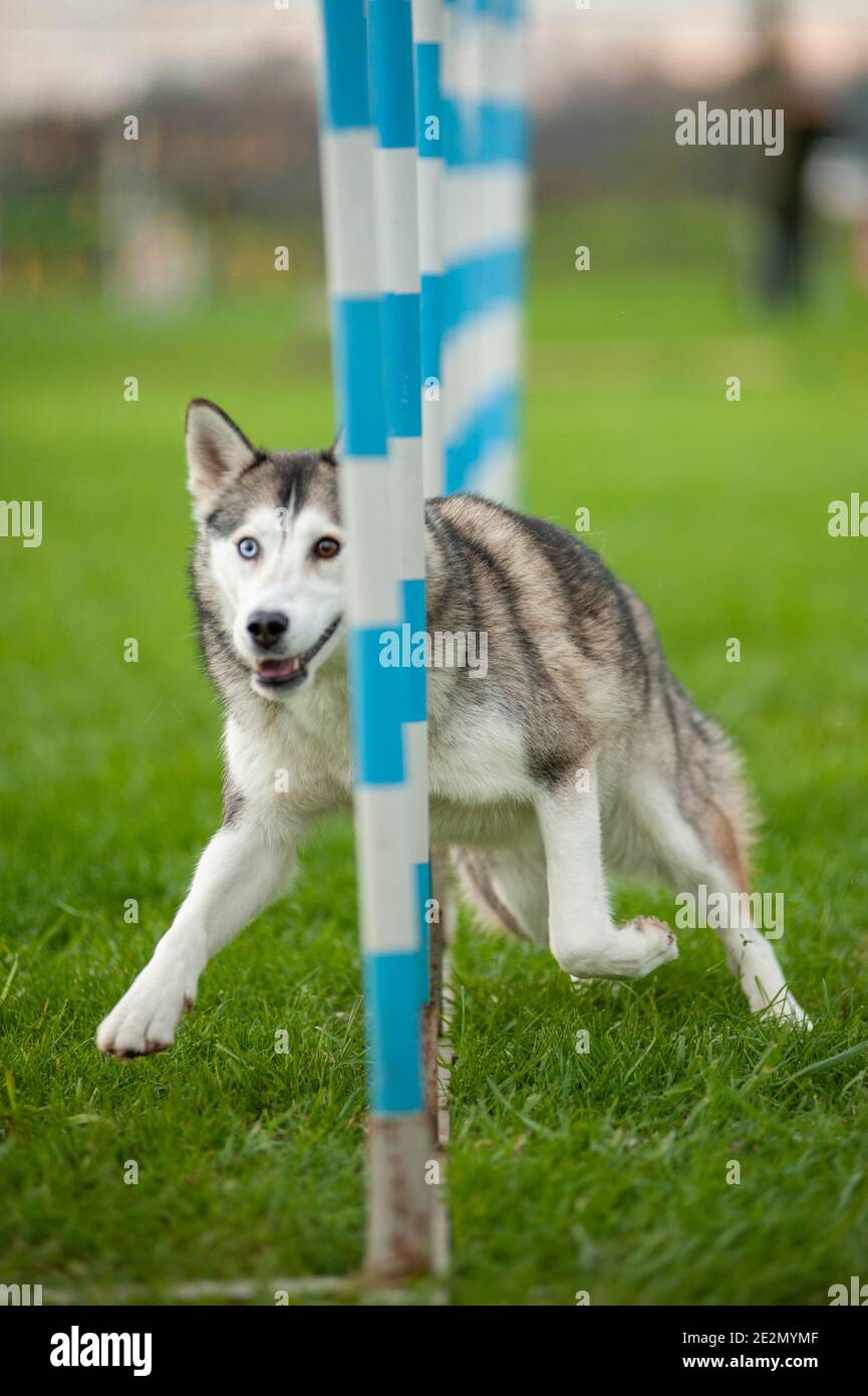 Husky Mix Hund in einem Agility Dog Track während einer Das Training läuft durch die Pole Stockfoto
