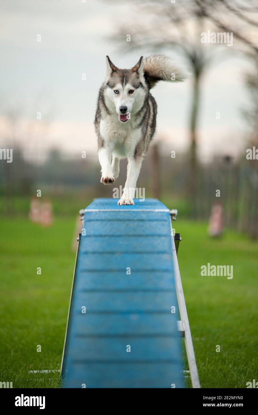 Husky Mix Hund in einem Agility Dog Track während einer Das Training läuft auf einem Laufsteg Stockfoto