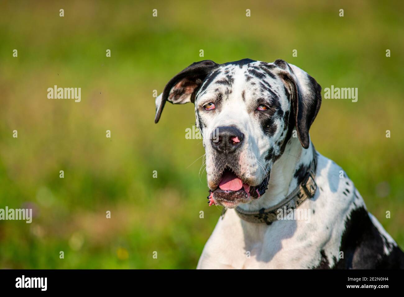 Harlekin Deutsche Dogge Stockfotos Und Bilder Kaufen Alamy