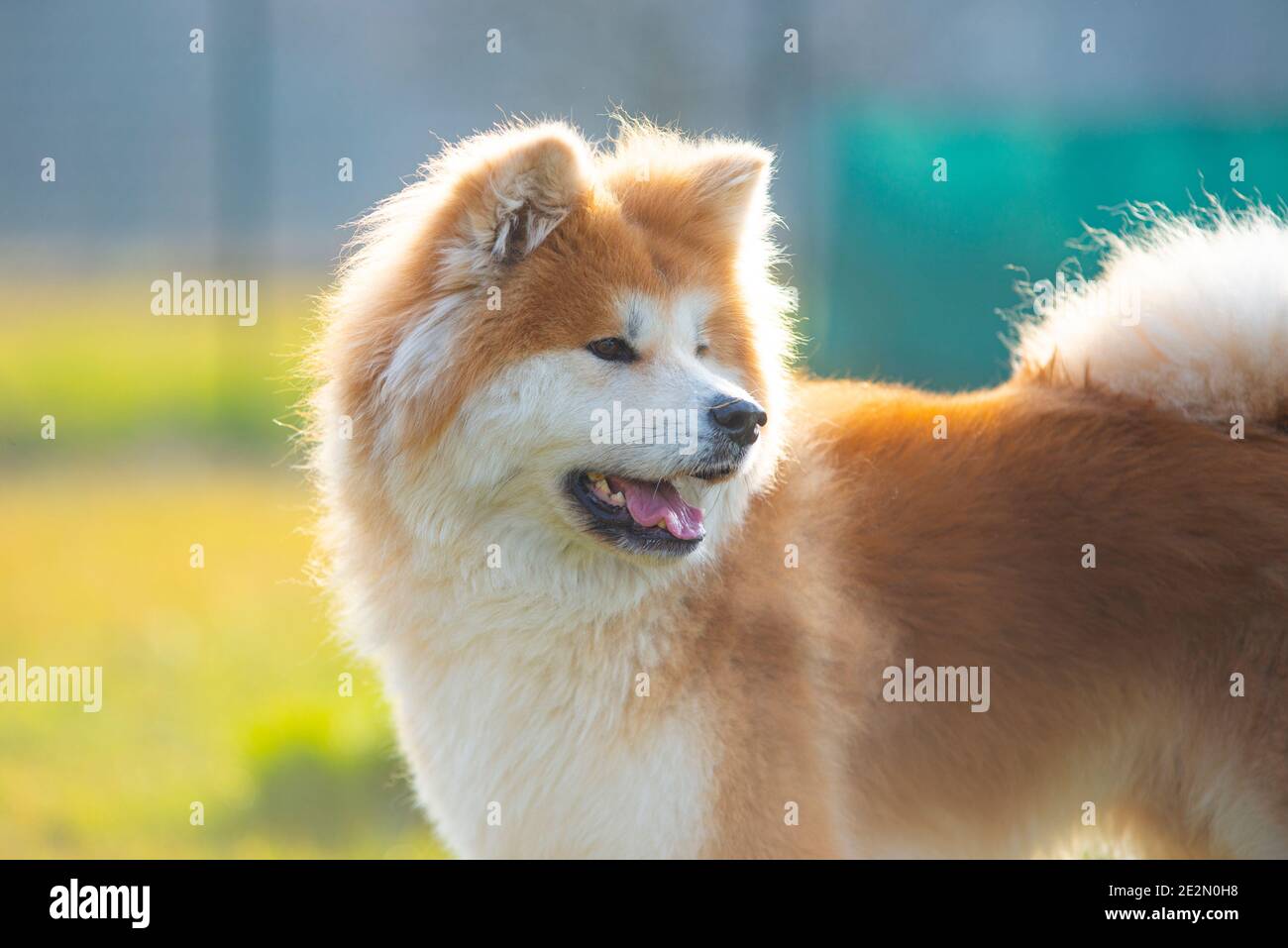 Portrait des japanischen Akita Hundes. Stockfoto