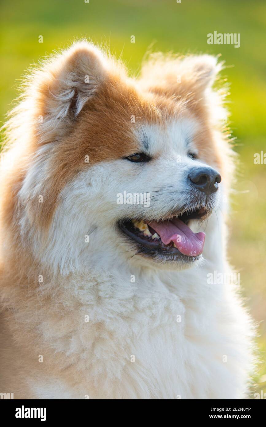 Portrait des japanischen Akita Hundes. Stockfoto