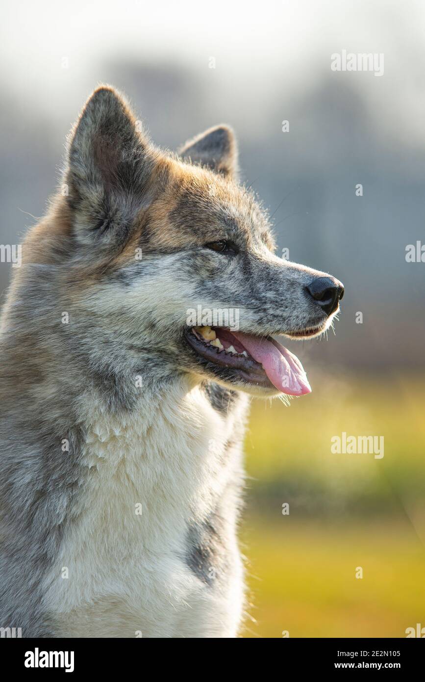Portrait des japanischen Akita Hundes. Stockfoto