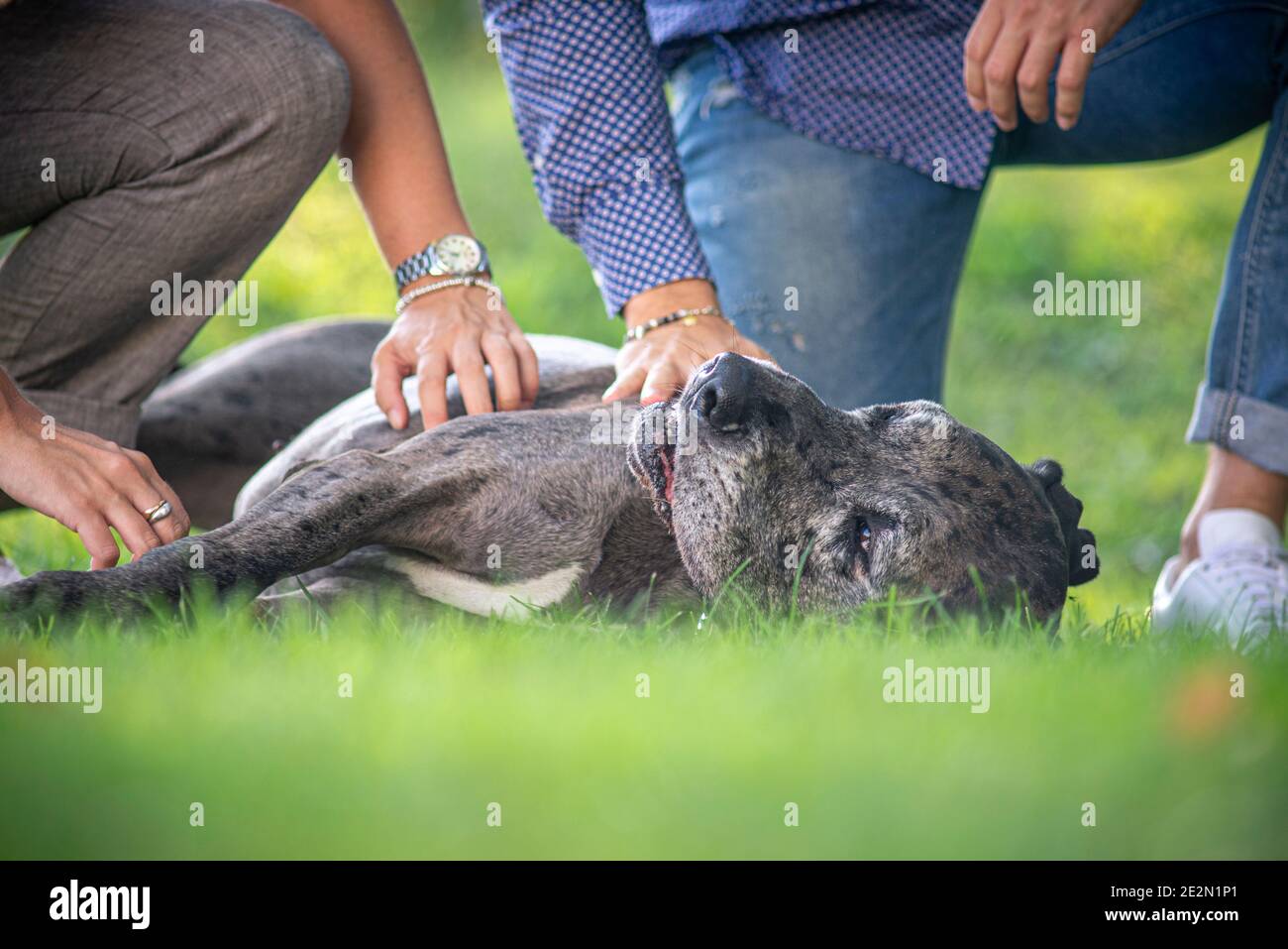 Nahaufnahme der Besitzer streicheln ihren großen Hund auf dem Gras liegen. Konzept der Auf Wiedersehen zu Haustieren sagen Stockfoto