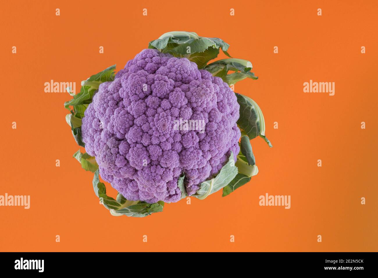 Lila Blumenkohl isoliert auf orange Farbe Hintergrund Stockfoto