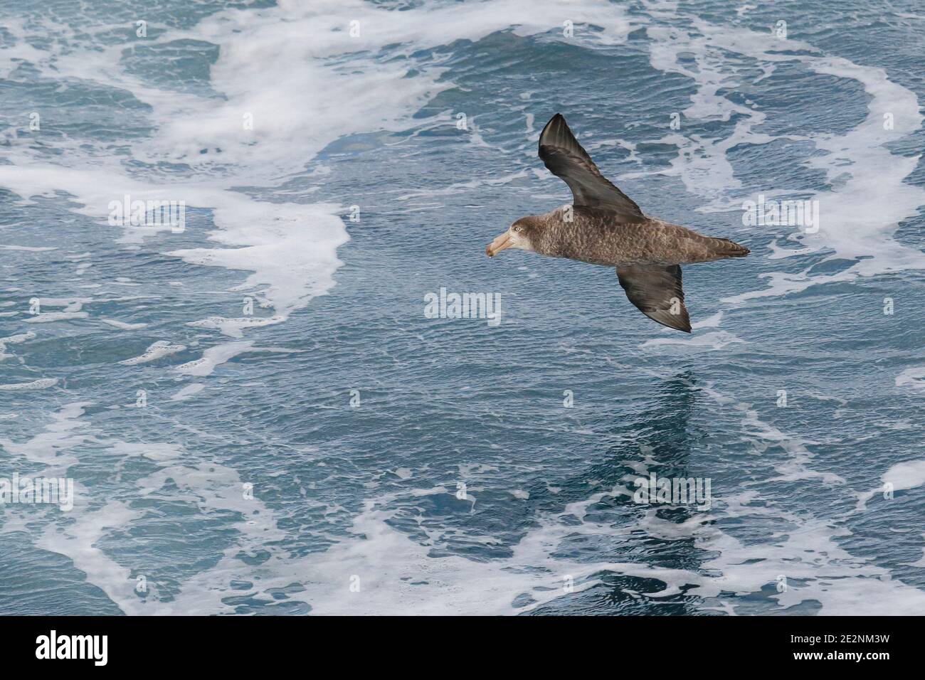 Nördlicher Riesensturmvogel (Macronectes halli), Südgeorgien, tief über Meeresschaum fliegend 6. Dez. 2015 Stockfoto