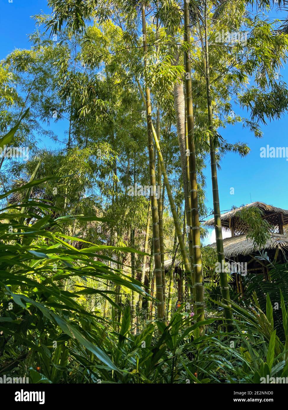 Eine Bambuspflanze in einem tropischen botanischen Garten in Florida. Stockfoto