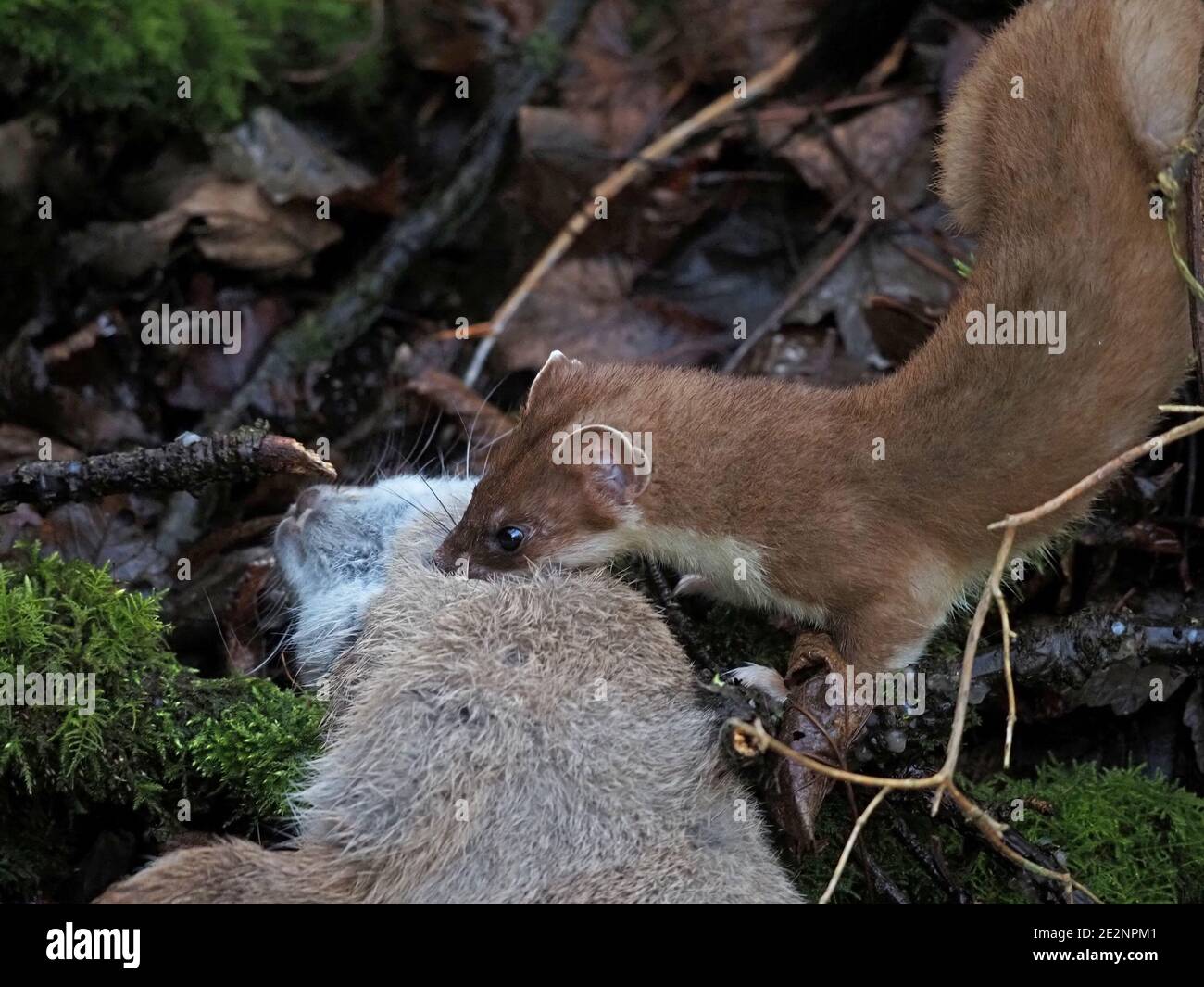 Schöne wilde Stau (Mustela erminea) oder Hermelin mit großen erwachsenen Kaninchen Beute gerade in ländlichen Cumbria, England, Großbritannien gefangen Stockfoto