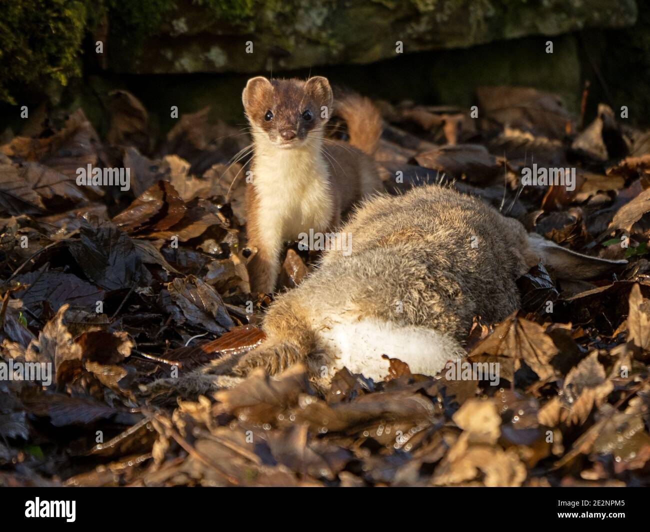 Schöne wilde Stau (Mustela erminea) oder Hermelin mit großen erwachsenen Kaninchen Beute gerade in ländlichen Cumbria, England, Großbritannien gefangen Stockfoto