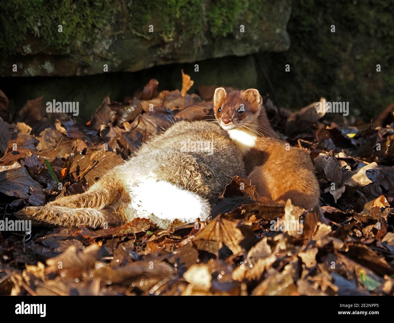 Schöne wilde Stau (Mustela erminea) oder Hermelin mit großen erwachsenen Kaninchen Beute gerade in ländlichen Cumbria, England, Großbritannien gefangen Stockfoto