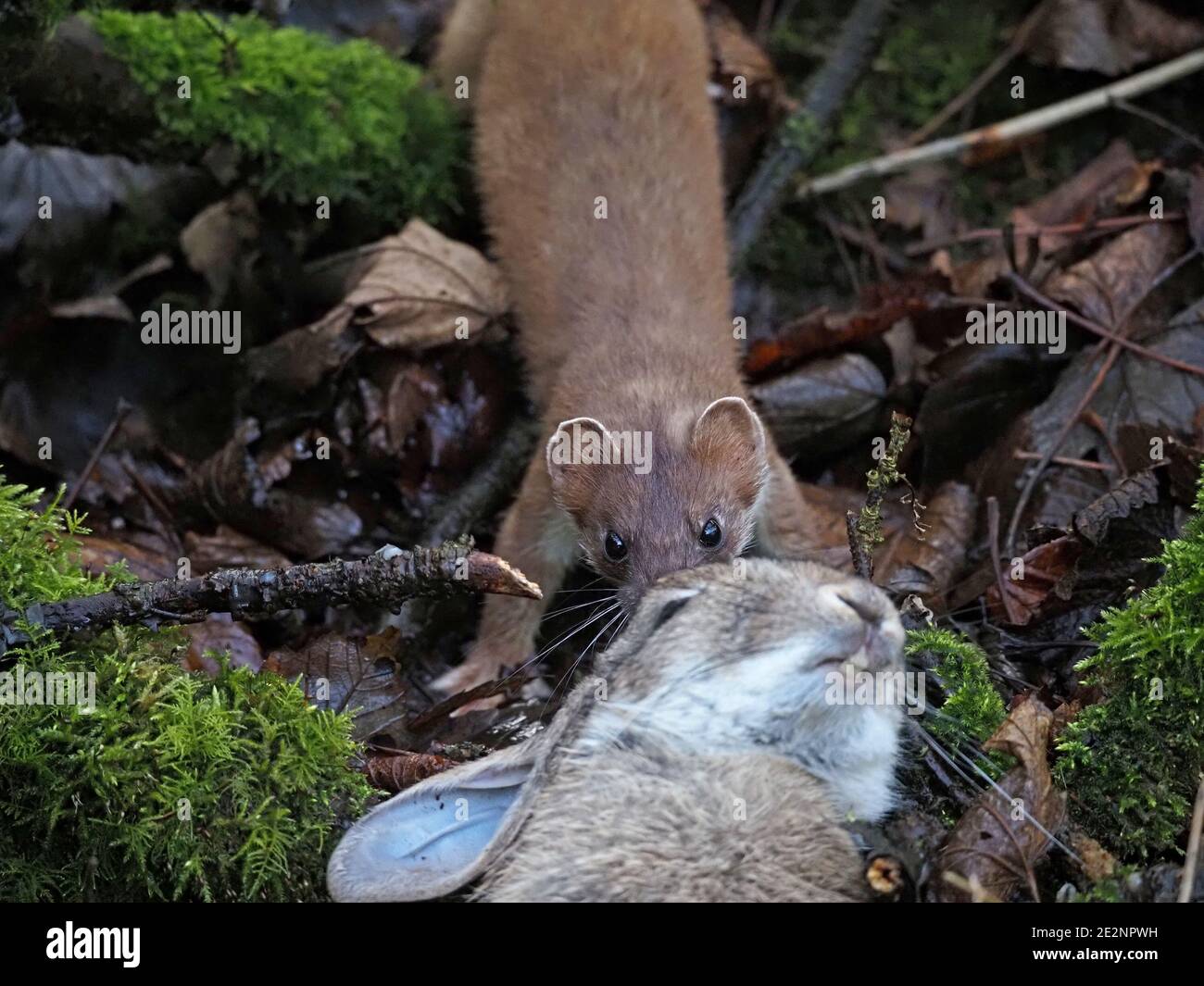 Schöne wilde Stau (Mustela erminea) oder Hermelin mit großen erwachsenen Kaninchen Beute gerade in ländlichen Cumbria, England, Großbritannien gefangen Stockfoto