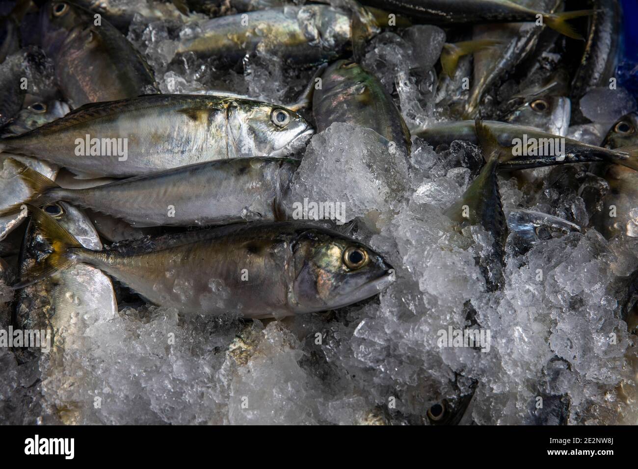 Fisch auf Eis wartet auf Verkauf in Thailand Zug Markt Stockfoto