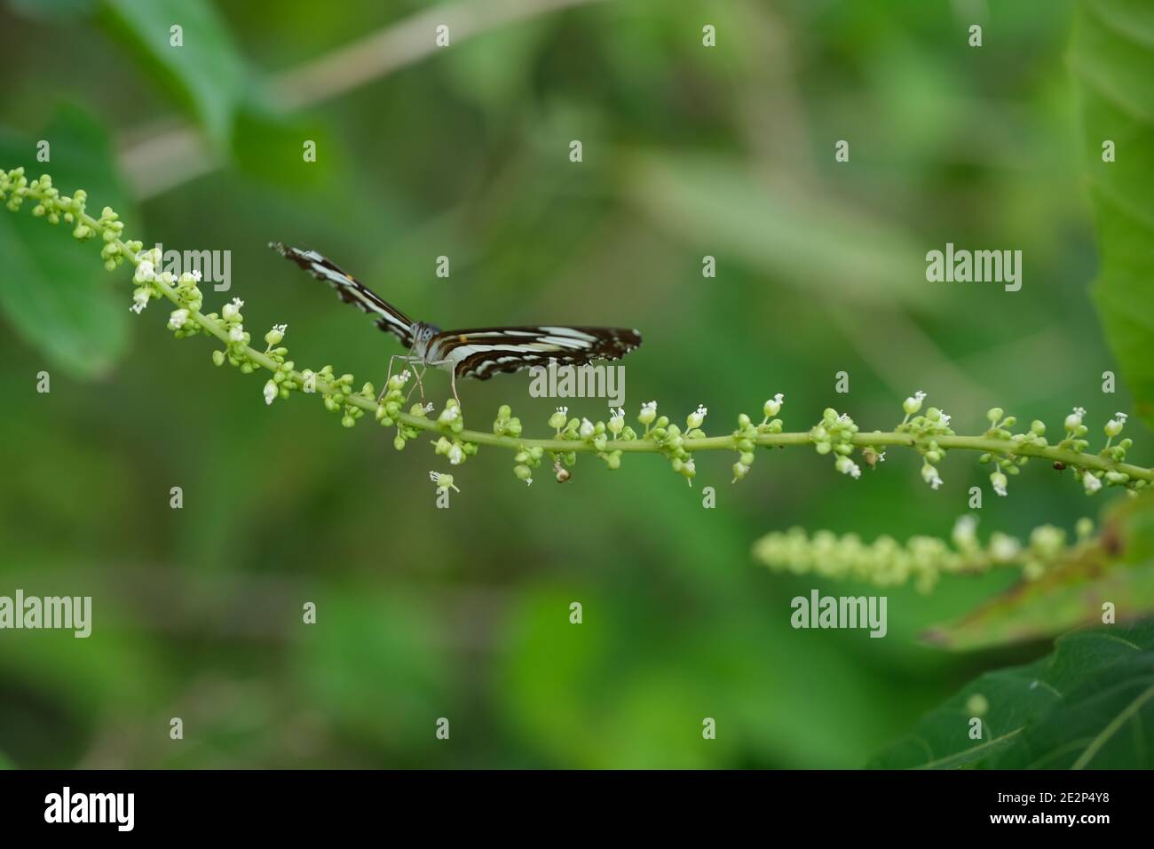 Indonesien Bali - Ubud Schmetterling auf Pflanze Stockfoto