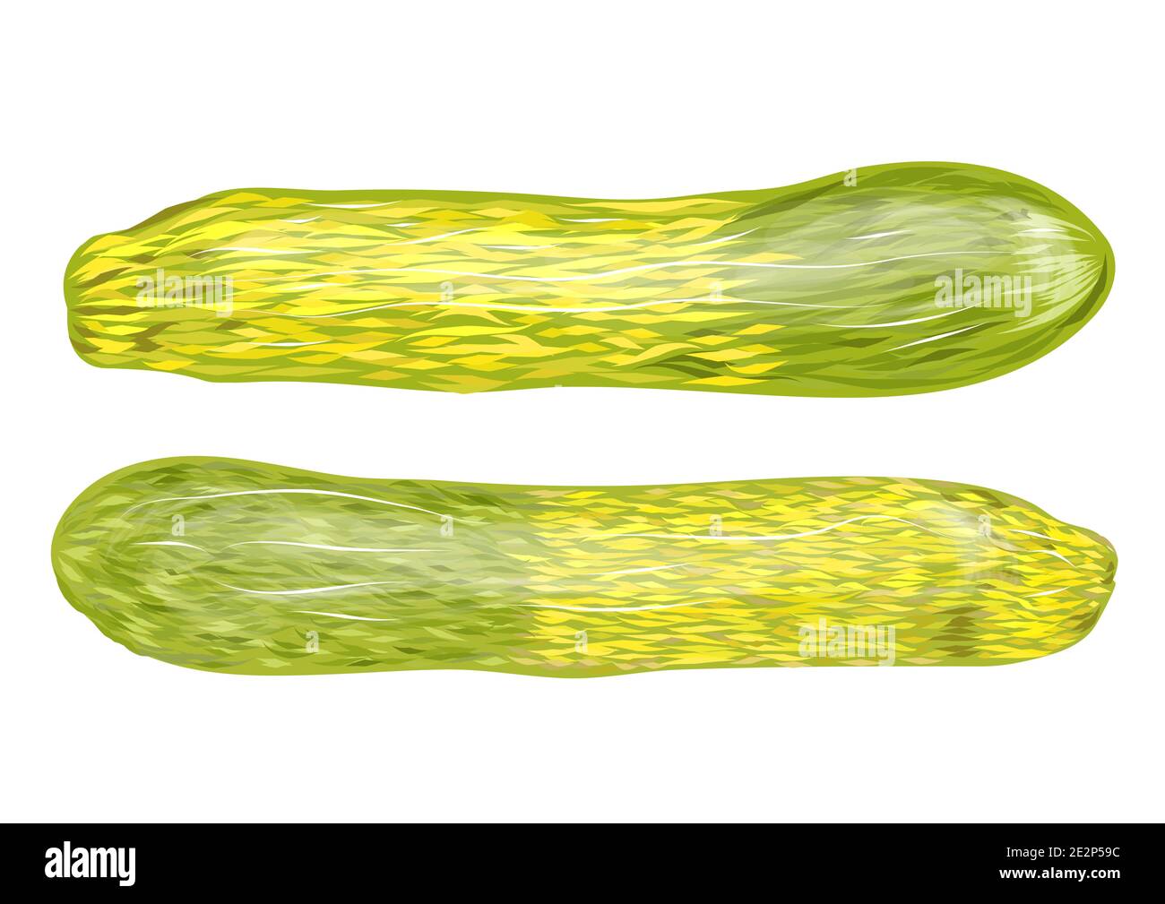Zucchini zwei Ton isoliert auf weißem Hintergrund Stock Vektor