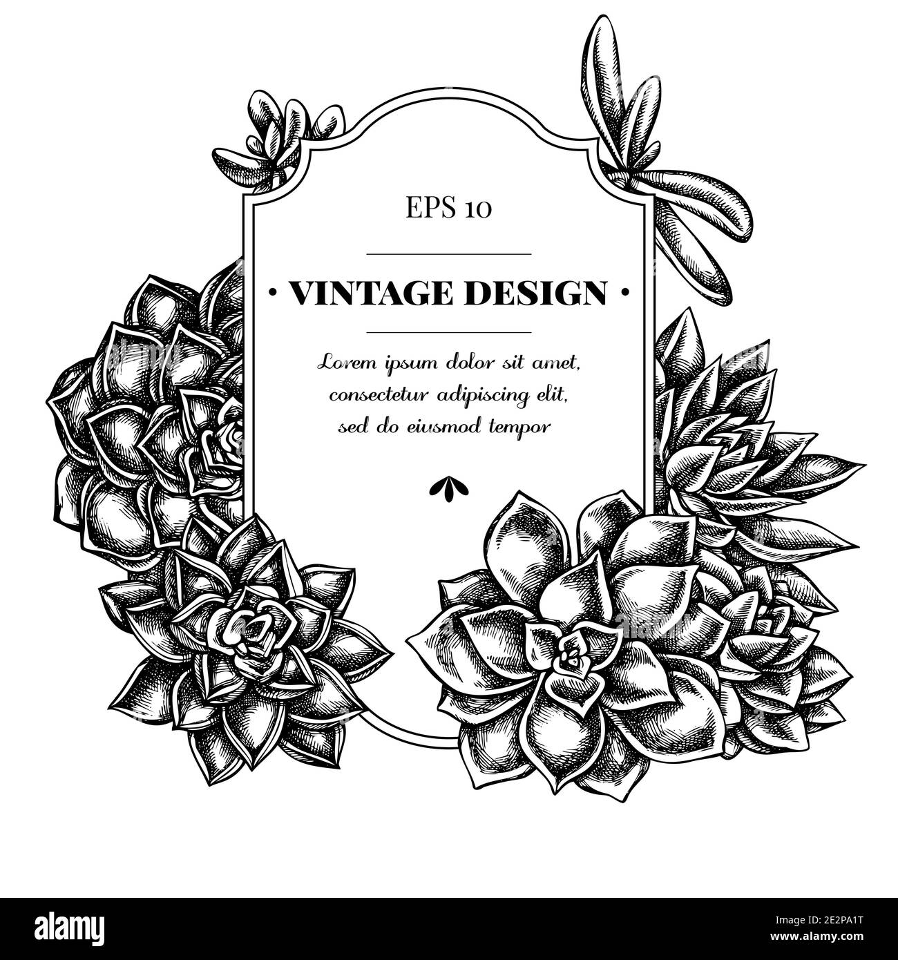 Badge Design mit schwarz-weiß saftig echeveria, saftig echeveria, saftig Stock Vektor