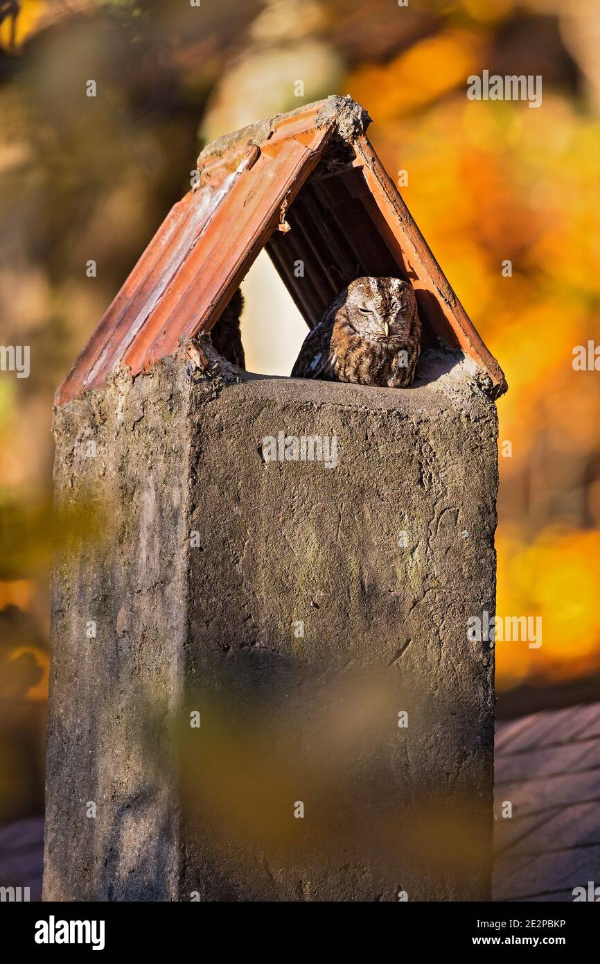 Eurasische Waldkauz (Strix aluco) ruht im Schornstein am bunten indischen Sommerwaldrand, Baden-Württemberg, Deutschland Stockfoto