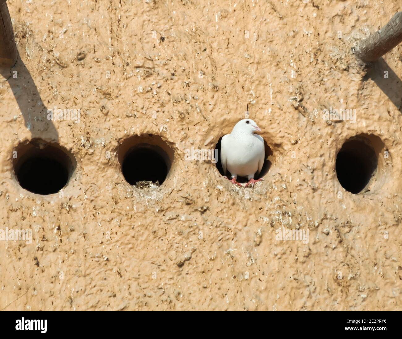 Eine Taube im Taubenturm. Taubentürme wurden seit der Antike verwendet, diese Vogelhaus sammelt die Fallenlassen und die später für die Landwirtschaft verwendet. Stockfoto